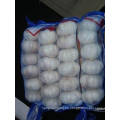 5.0cm and up Fresh Chinese Pure White Garlic